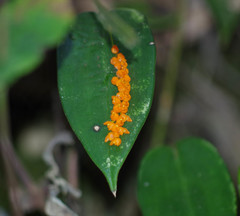Pleurothallis truncata