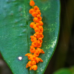 Pleurothallis truncata