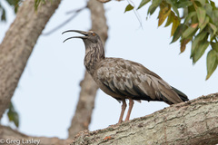 Theristicus caerulescens