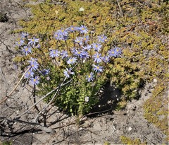 Felicia aethiopica