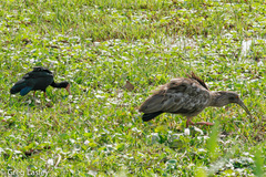 Theristicus caerulescens