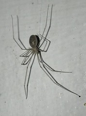 Pholcus phalangioides