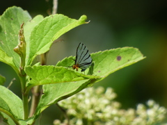 Arawacus leucogyna