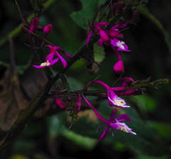 Epidendrum porphyreum