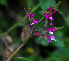 Epidendrum porphyreum