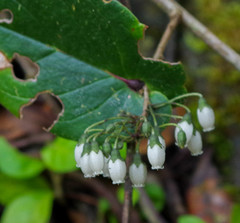 Diogenesia amplectens