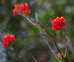 Epidendrum cochlidium