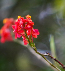 Epidendrum cochlidium