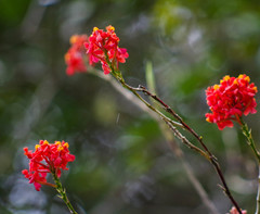 Epidendrum cochlidium