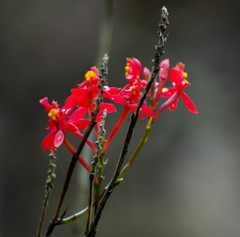 Epidendrum cochlidium