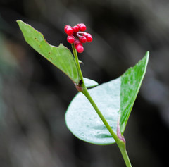 Macleania coccoloboides
