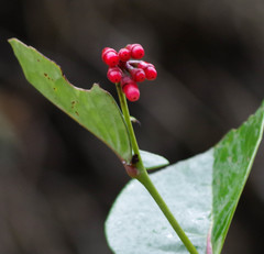 Macleania coccoloboides