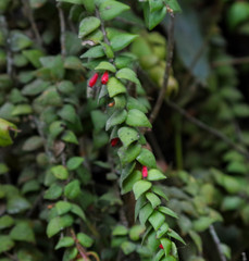 Sphyrospermum sodiroi