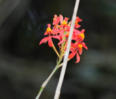 Epidendrum cochlidium