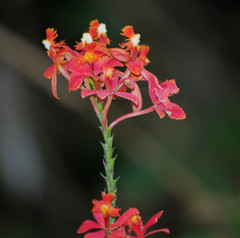 Epidendrum cochlidium