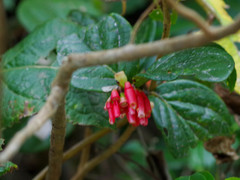 Macleania coccoloboides