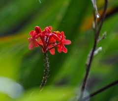 Epidendrum cochlidium