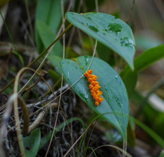 Pleurothallis truncata