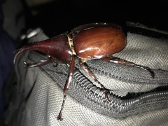 Xylotrupes gideon gideon