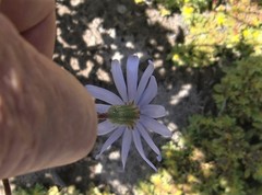 Felicia aethiopica