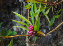 Maxillaria aggregata