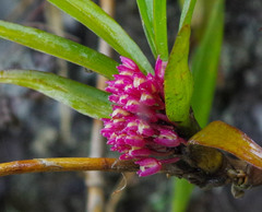 Maxillaria aggregata