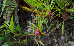 Maxillaria aggregata