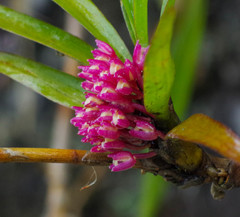 Maxillaria aggregata
