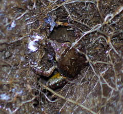 Pristimantis w-nigrum