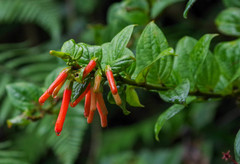 Iochroma fuchsioides