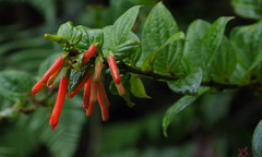 Iochroma fuchsioides