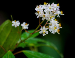 Miconia crocea