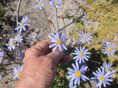 Felicia aethiopica