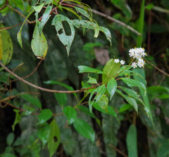 Miconia crocea