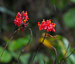 Epidendrum cochlidium