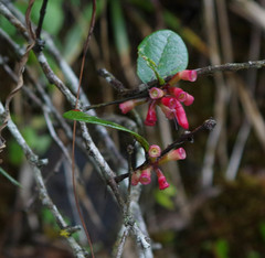 Macleania coccoloboides