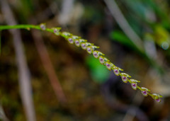 Specklinia gracillima