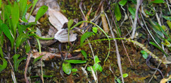 Specklinia gracillima