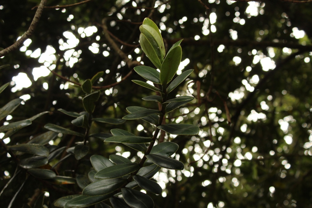Clusia elliptica; photograph (c) Andrés Ramírez-Barrera, some rights reserved (CC BY)