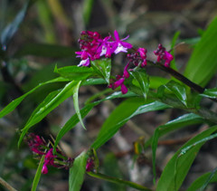 Epidendrum porphyreum