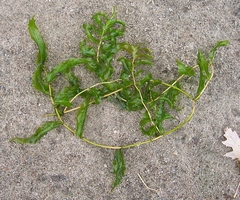 Potamogeton richardsonii