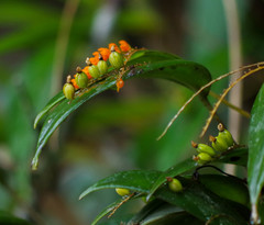 Pleurothallis truncata