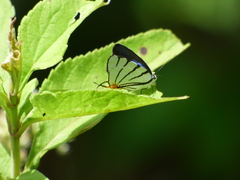 Arawacus leucogyna