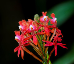 Epidendrum cochlidium