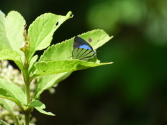 Arawacus leucogyna