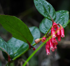 Macleania coccoloboides