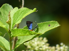 Arawacus leucogyna