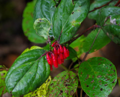 Macleania coccoloboides