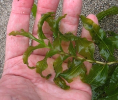 Potamogeton richardsonii