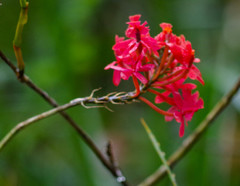 Epidendrum cochlidium